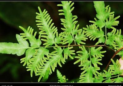 鐵樹 蕨類|台灣蘇鐵｜亞泥生態園區官方網站植物生態－花蓮生態復